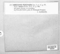 Image of Umbilicaria deusta